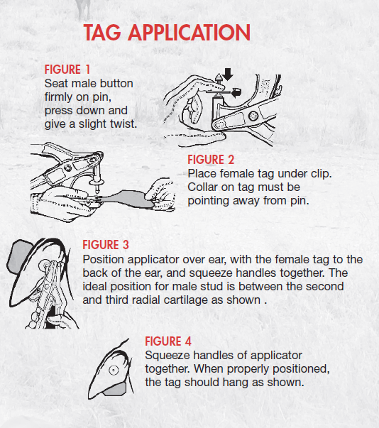 Tips for the Use of Insecticidal Ear Tags in Cattle